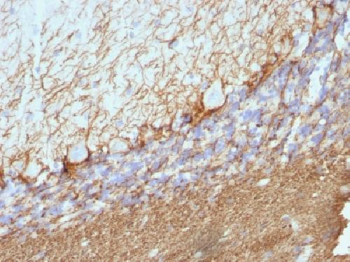 Neurofilament, phospho (NF-H) (Neuronal Marker) Antibody