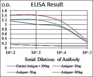 NEFL Antibody