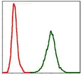 NEFL Antibody