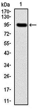 NEFL Antibody