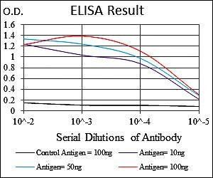 NEFL Antibody