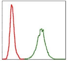 NEFL Antibody