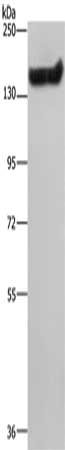NEFM Antibody