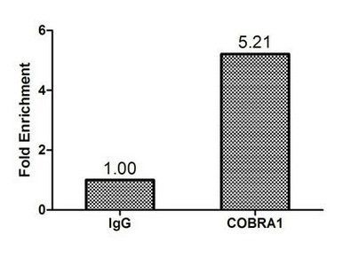 NELFB Antibody