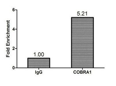 Negative elongation factor B antibody