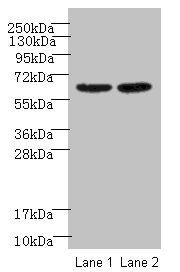 Negative elongation factor B antibody