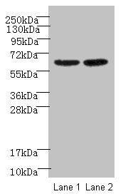 NELFB Antibody
