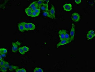 NEGR1 Antibody