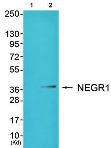 NEGR1 antibody