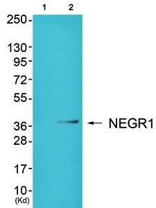 NEGR1 Antibody
