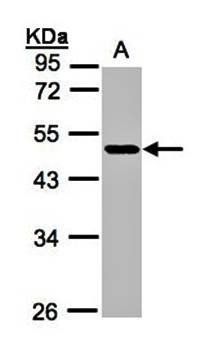 NEGR1 antibody