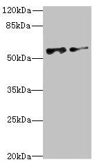 NEK3 antibody