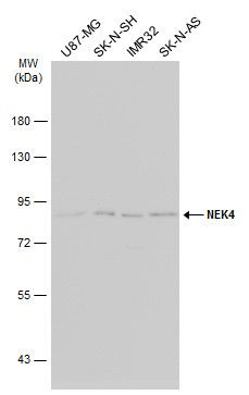 NEK4 antibody