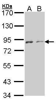 NEK4 antibody [N2C1], Internal