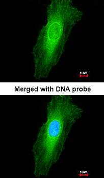 NEK7 antibody