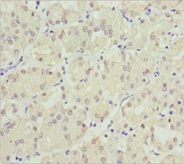NEK8 Antibody
