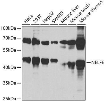 NELFE antibody