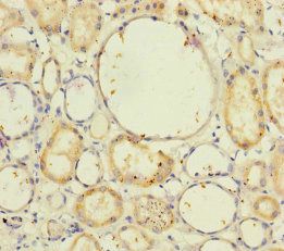 NELL1 Antibody
