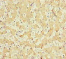 NELL1 Antibody