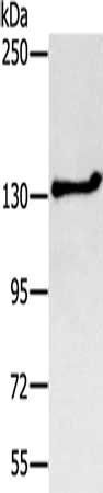 NEMF antibody