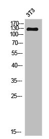 NEMF antibody