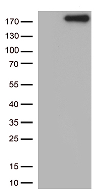 NPHS1 Antibody
