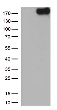 NPHS1 Antibody