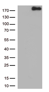 NPHS1 Antibody