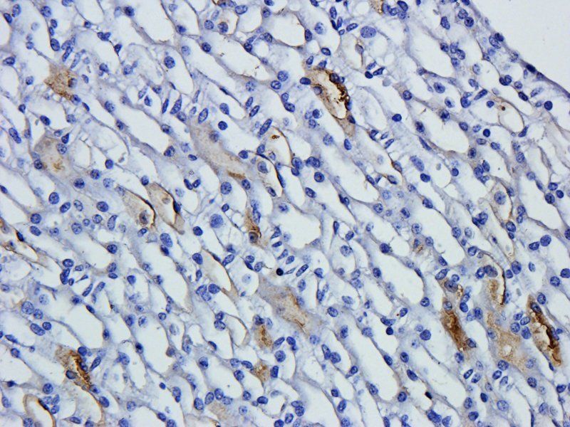 Nephrin antibody