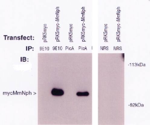 Rabbit Mouse Nephronophthisis (pic) Antibody