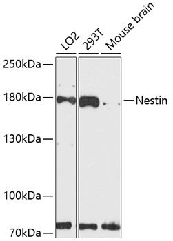 NES antibody