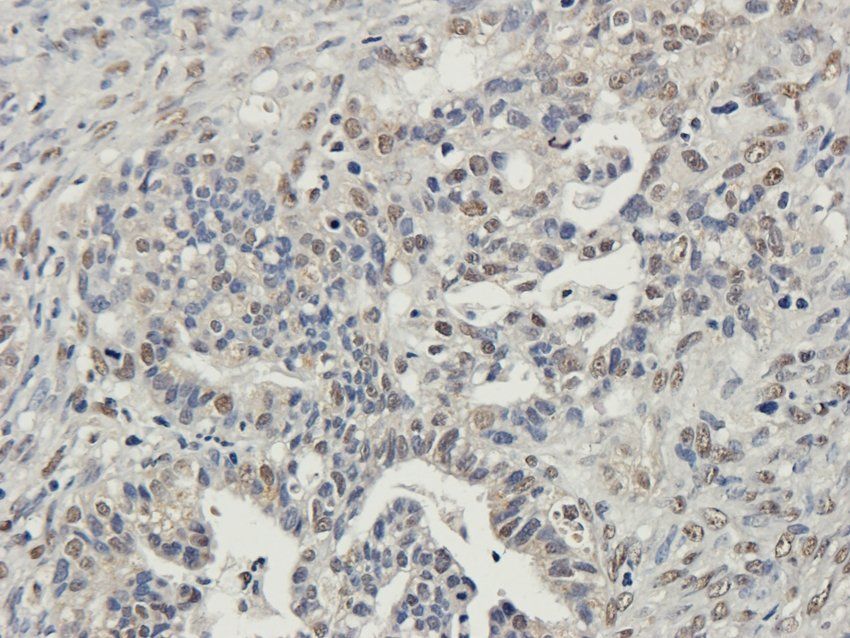 Nesprin 1 antibody