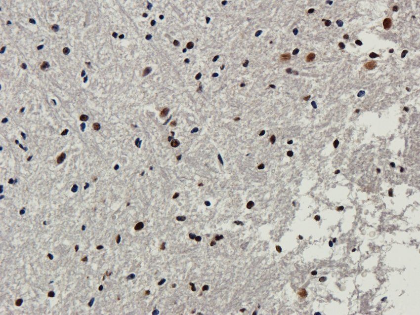 Nesprin 1 antibody