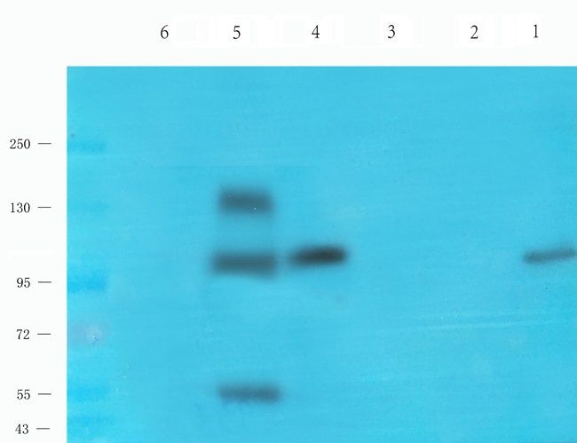 Nesprin 1 antibody