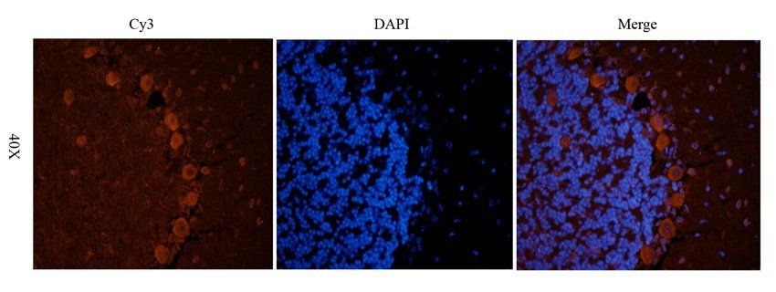 Nesprin 1 antibody