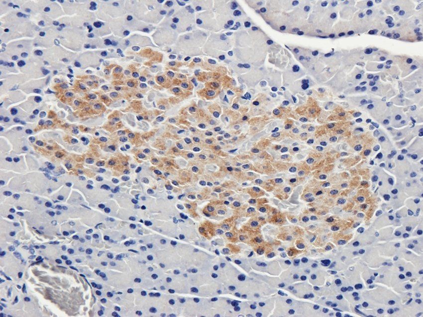 Nesprin 1 antibody