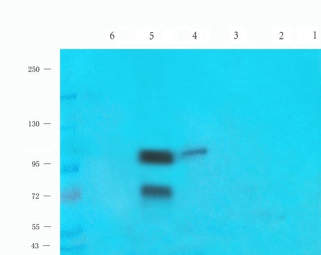 Nesprin 1 antibody