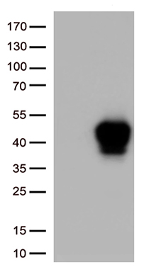 SYNE1 Antibody