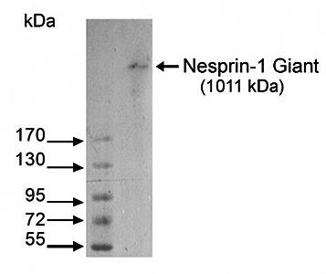 Nesprin 1 Monoclonal Antibody [MANNES1A(7A12)] - 0.1ml