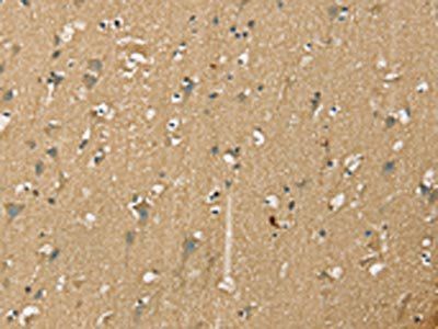 NES Antibody
