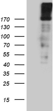 NES Antibody