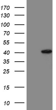 NES Antibody