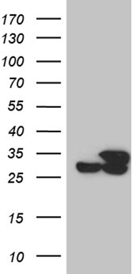 NES Antibody