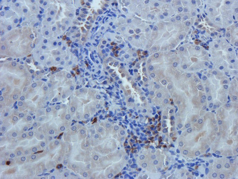 Nestin antibody