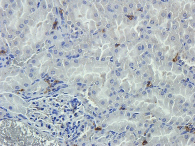 Nestin antibody