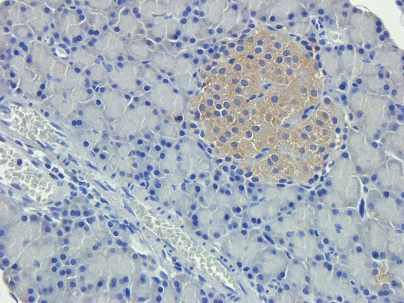 Nestin antibody