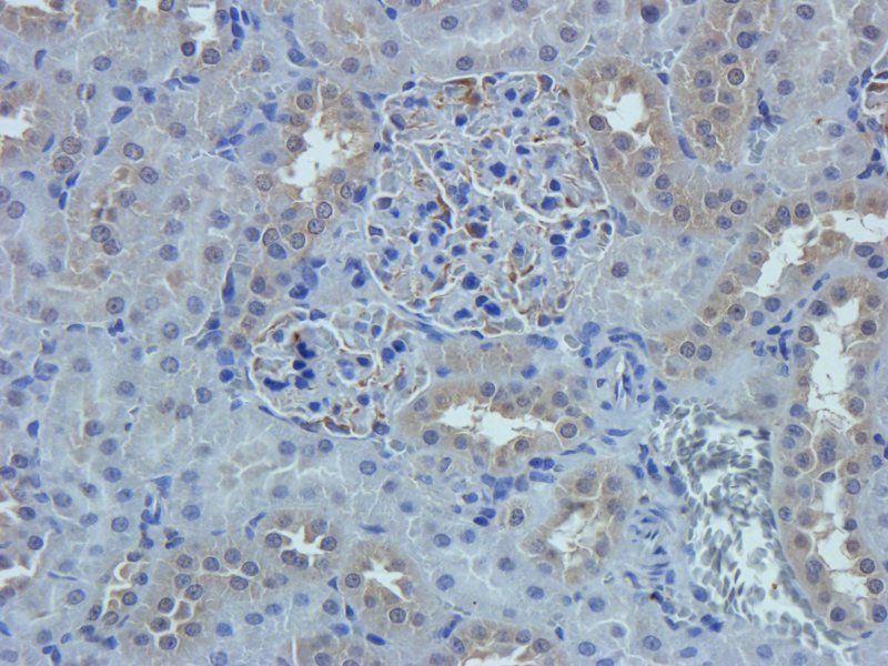 Nestin antibody