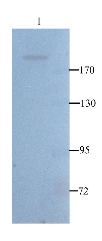 Nestin antibody