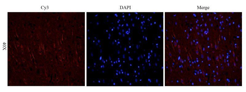 Nestin antibody