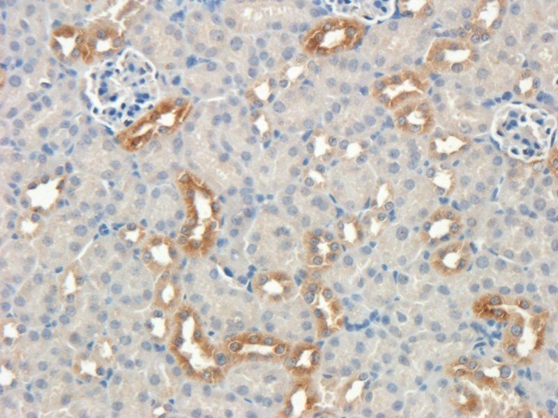 Nestin antibody